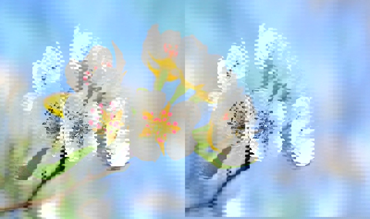 Apple Blossom G3c7993dbe 1280