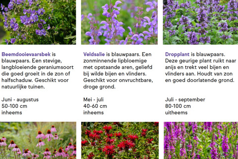 Kies de juiste planten